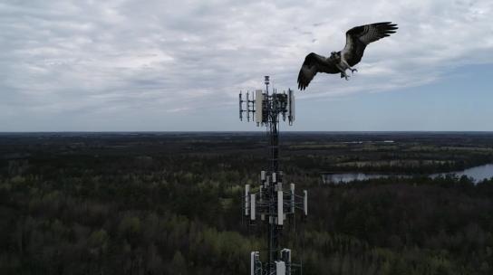 Osprey flying in front of a Cellcom cell tower with woods in the background.