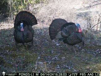 turkeys on spartan camera