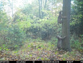 bobcats