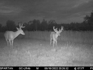 bucks in field spartan trail camera
